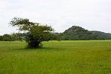 Sri Lanka Mimmo - 785